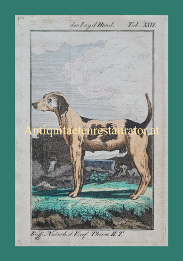Hund, Jagdhund  kolor. Kupferstich