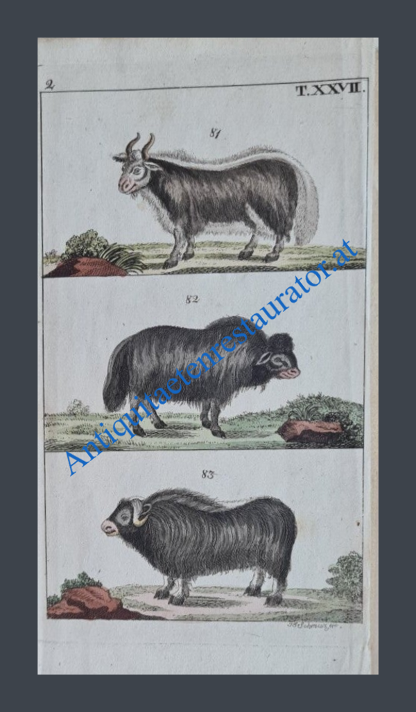 Moschusochse, Kupferstich