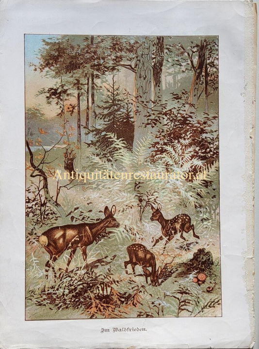 Chromolithographie aus Vintage-Kinderbuch