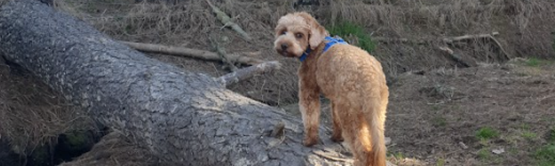 Small dog balancing on log looking back at camera