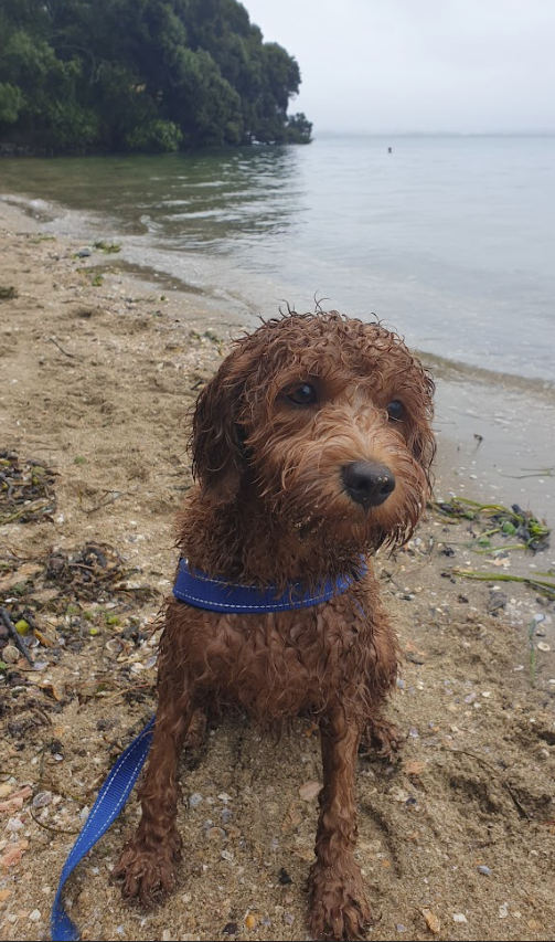 Wet dog sits on beach