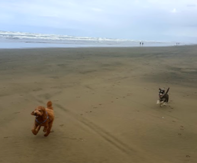 Dog on lead wades into water and mangroves with city landscape in the distance