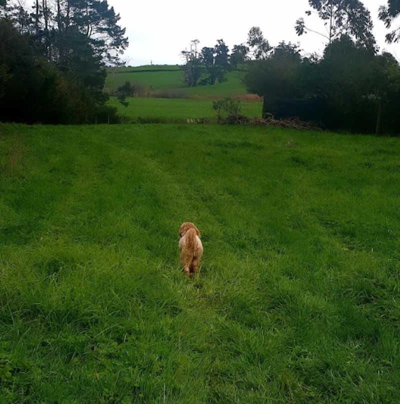 Dog on lead wades into water and mangroves with city landscape in the distance