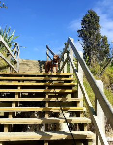 Dog stands at top of stairs to beach