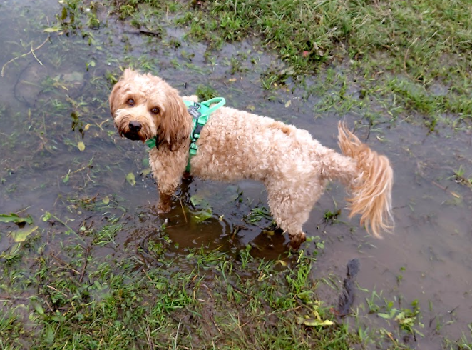 Dog on lead wades into water and mangroves with city landscape in the distance