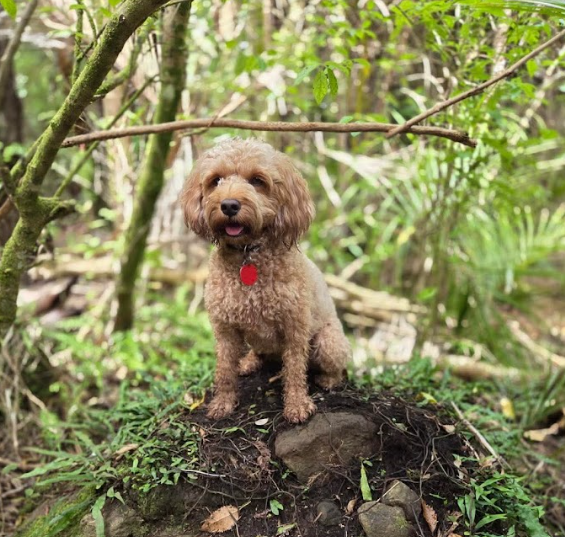 Dog on lead wades into water and mangroves with city landscape in the distance