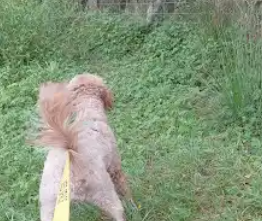 Dog on lead wades into water and mangroves with city landscape in the distance