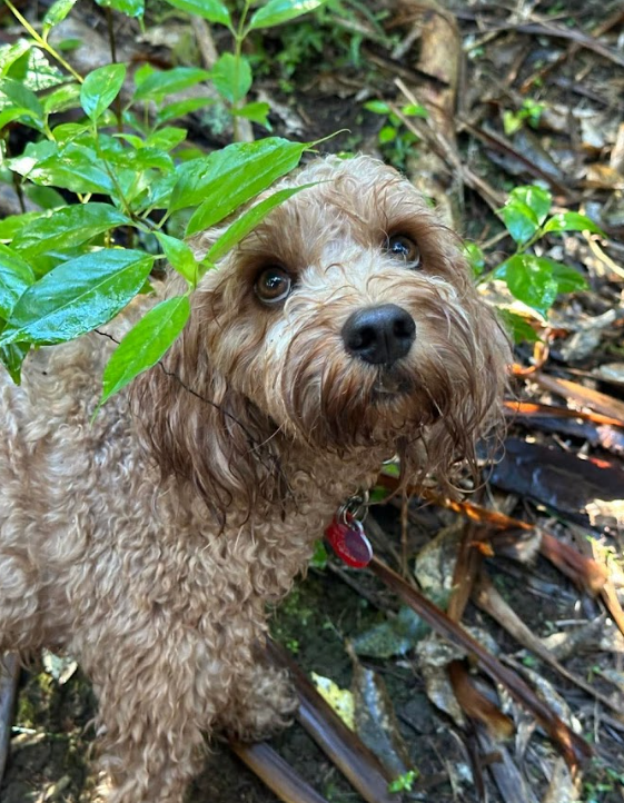 Dog on lead wades into water and mangroves with city landscape in the distance