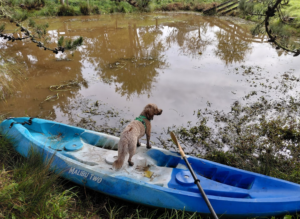 Dog on lead wades into water and mangroves with city landscape in the distance