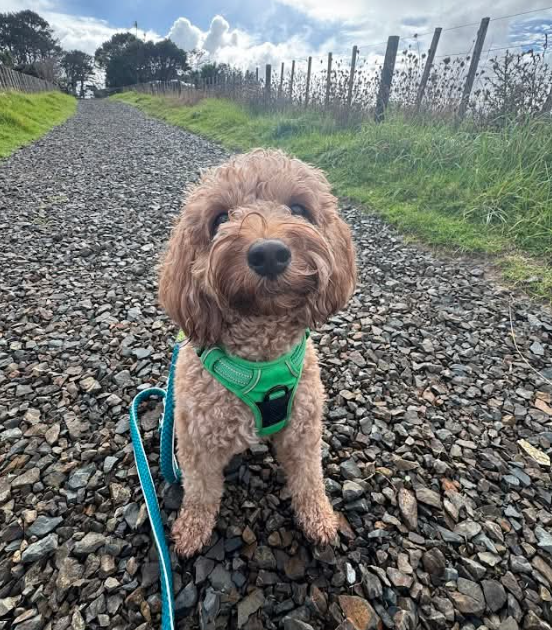Dog on lead wades into water and mangroves with city landscape in the distance