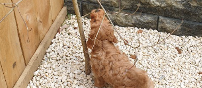 Small dog chewing tree branch