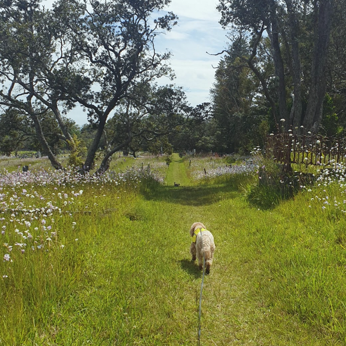 Dog on lead wades into water and mangroves with city landscape in the distance
