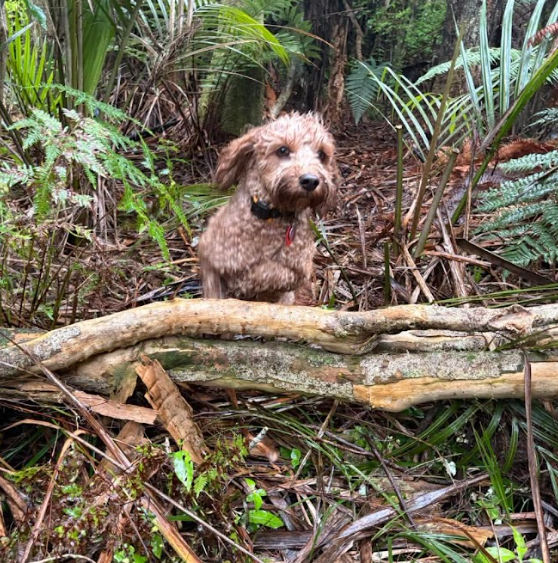 Dog on lead wades into water and mangroves with city landscape in the distance