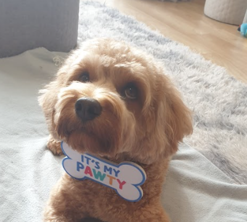 Dog on lead wades into water and mangroves with city landscape in the distance