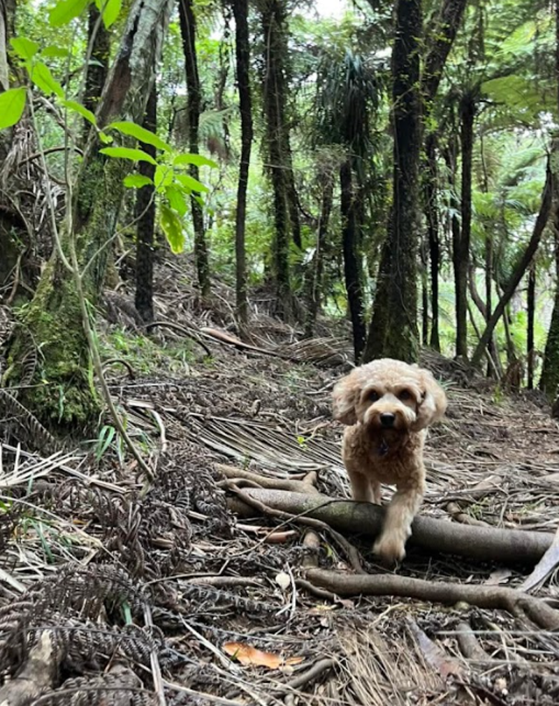 Dog on lead wades into water and mangroves with city landscape in the distance