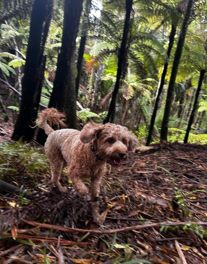 Dog on lead wades into water and mangroves with city landscape in the distance