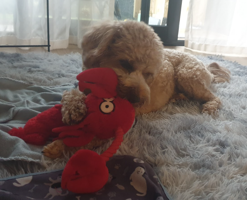 Dog on lead wades into water and mangroves with city landscape in the distance