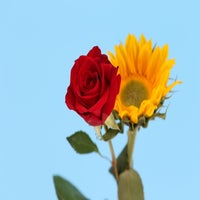 2e5a0363-standard.jpg