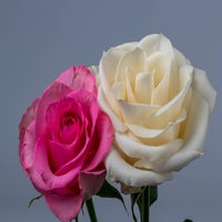 img_3312-standard.jpg