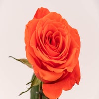 img_3625-standard.jpg