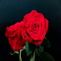 two-red-roses-standard.jpg