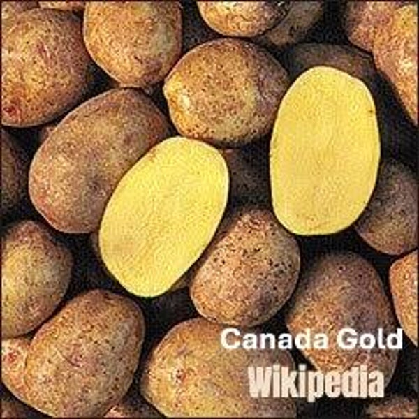 Canada Gold