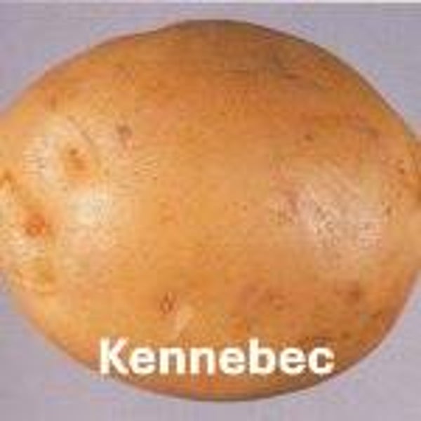 Kennebec