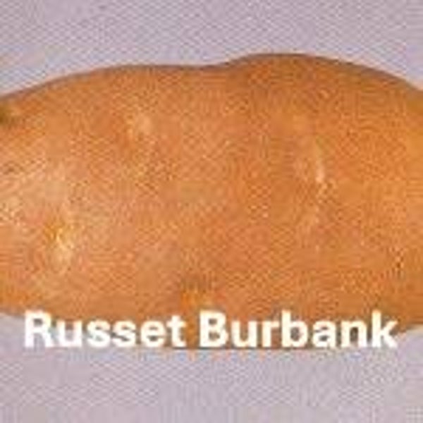Russet Burbank
