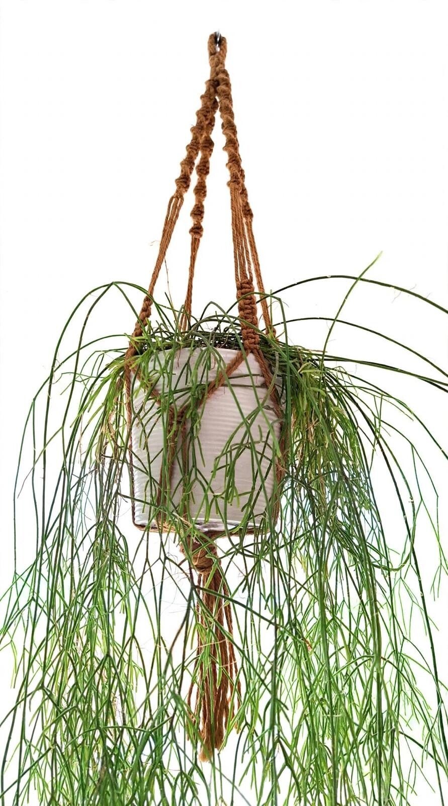 Hangsysteem van een hangplant