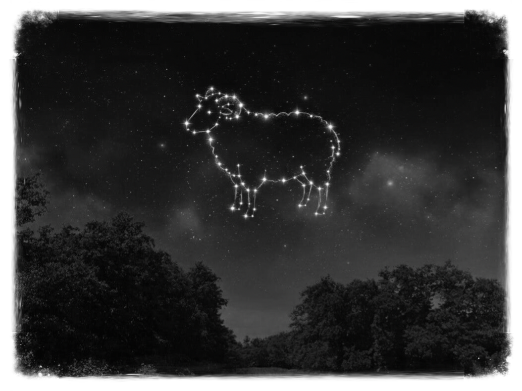 Scheep Stars | Schaap sterren