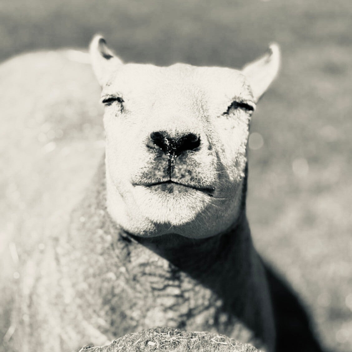 sheep | schapen