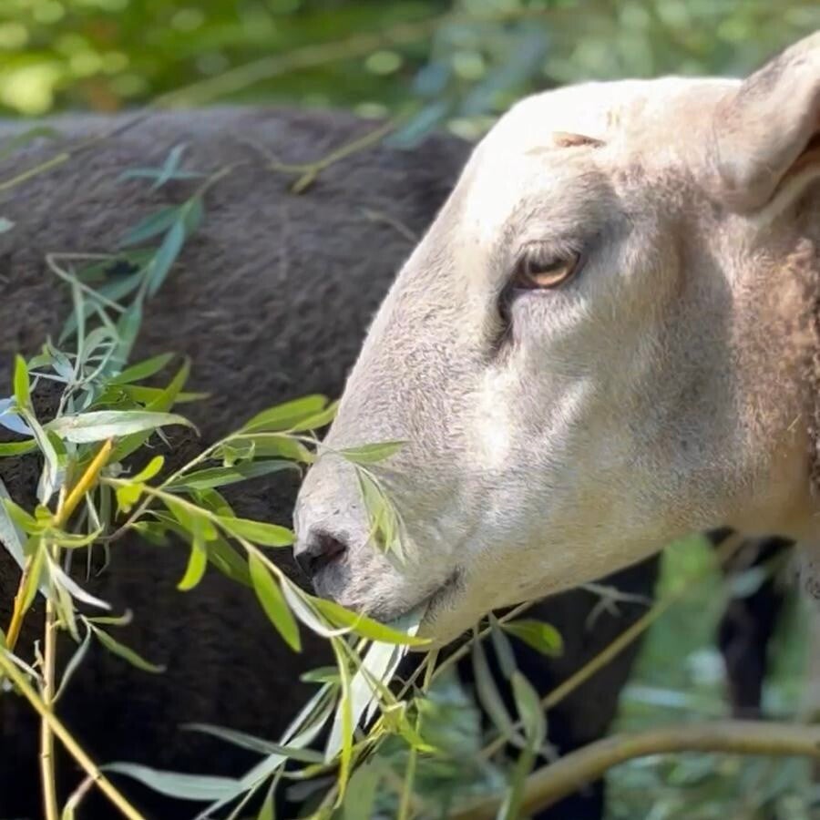 sheep | schapen