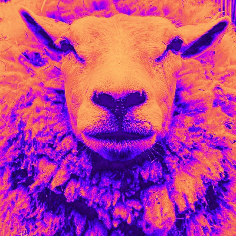 sheep | schapen