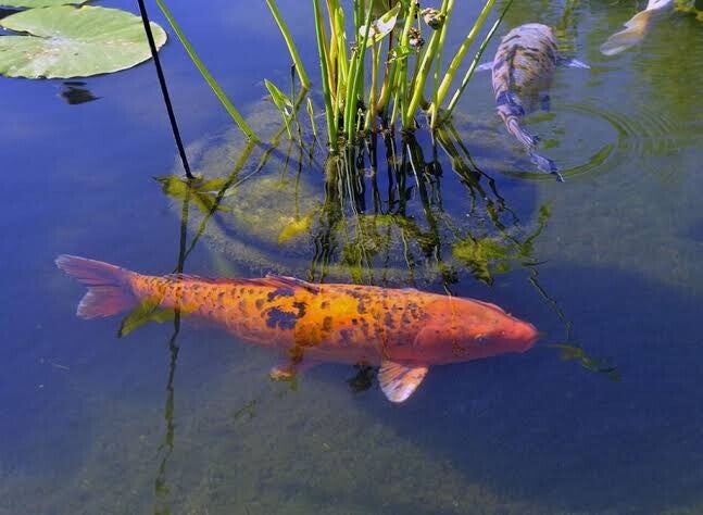 Contrat entretien bassin de jardin 3 mois