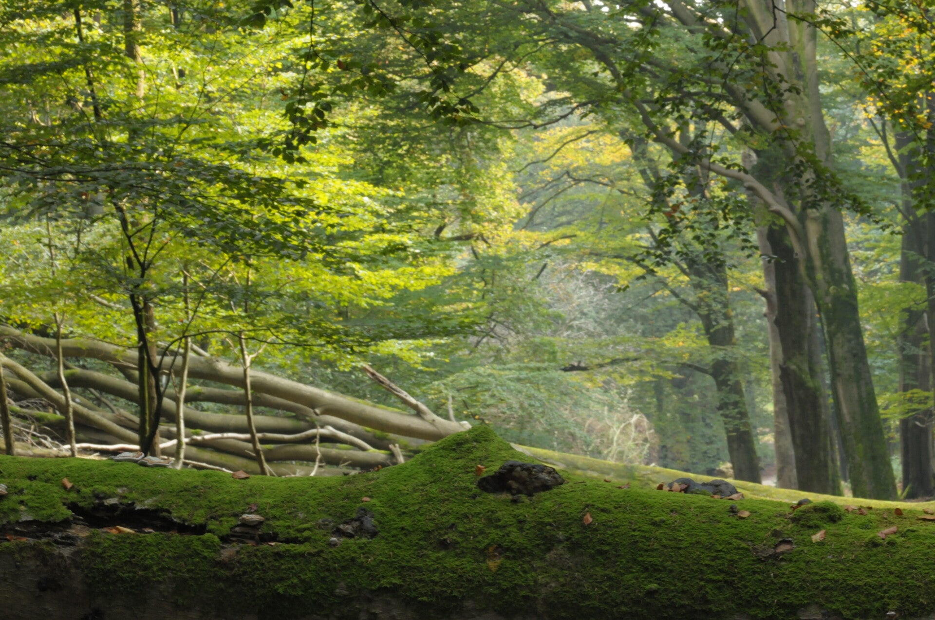 Klein stukje rijker (5m2)