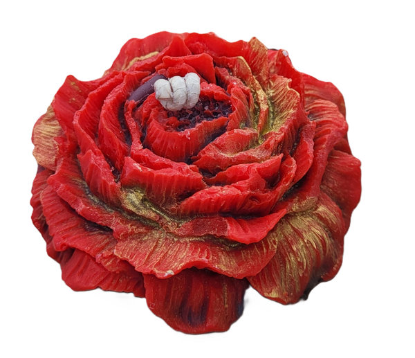 Peony rose | Pioenroos