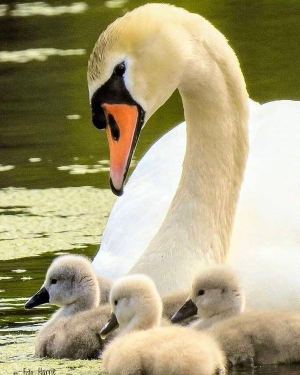 fd 0455 diamond painting zwaan