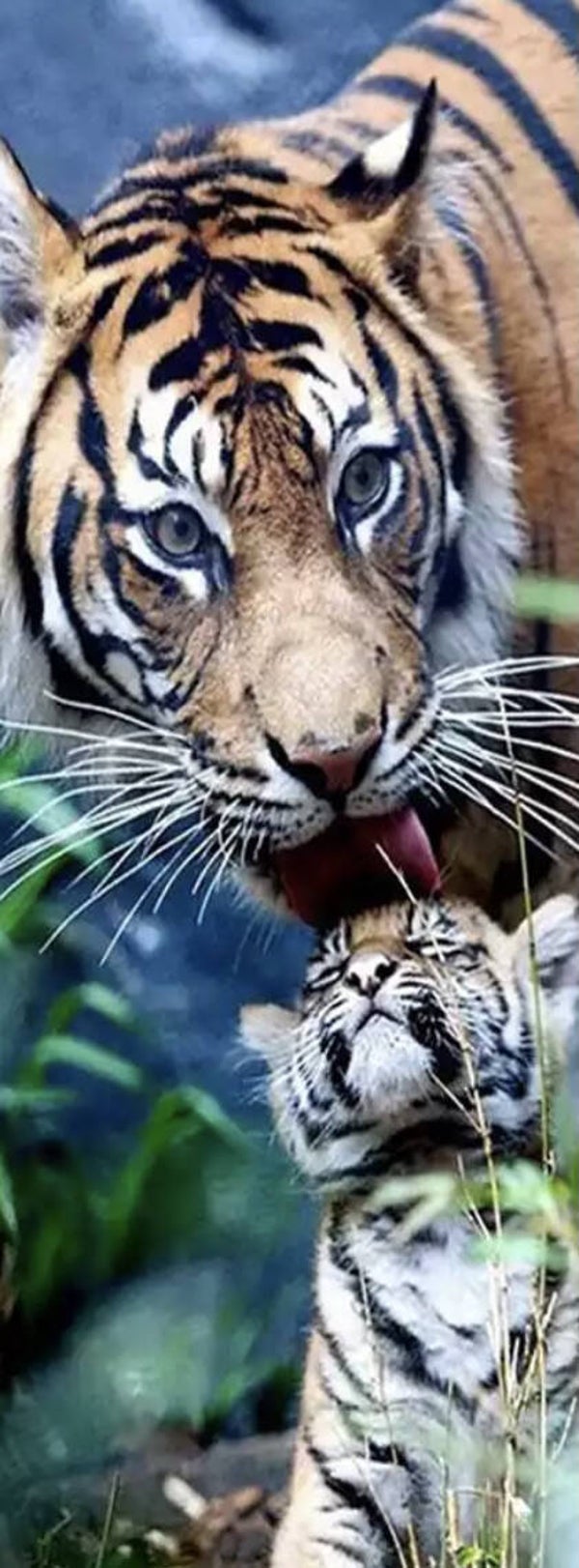 1018 diamond painting tijger extra lang