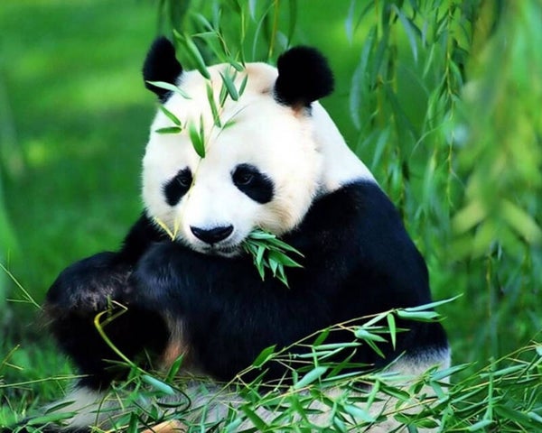 84 diamond painting  panda klein