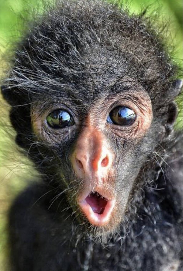 1326 diamond painting aapje