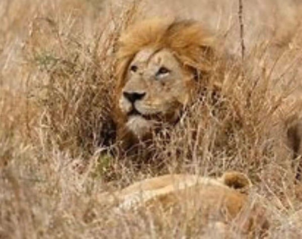 KO 04 diamond painting leeuw