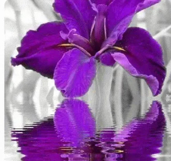 10251 diamond painting bloem