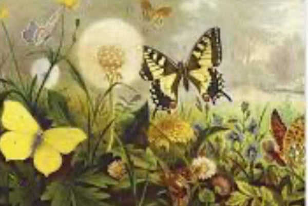 Rd diamond painting vlinder