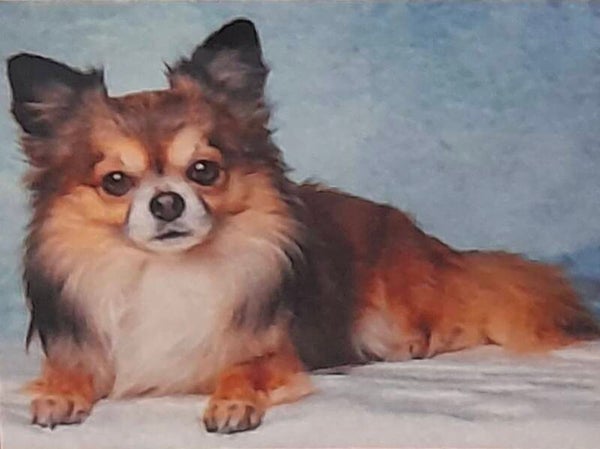 Rd diamond painting hond