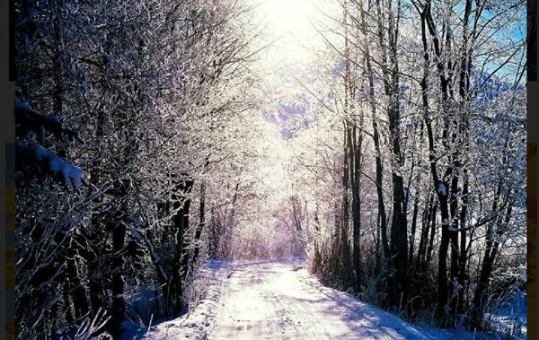 ko 10 diamond painting bomen