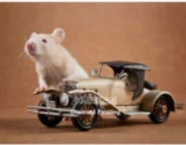 10254 diamond painting auto