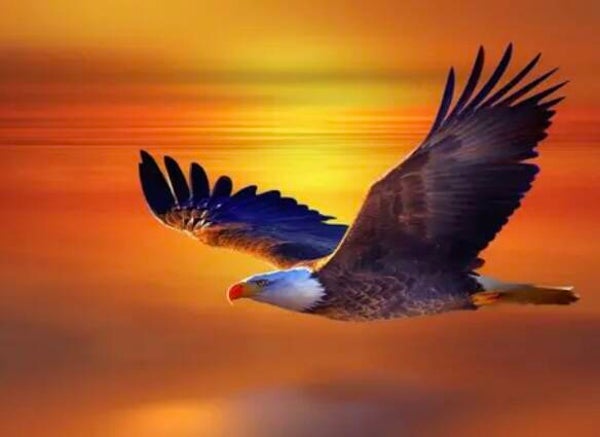 Ko 28 diamond painting adelaar