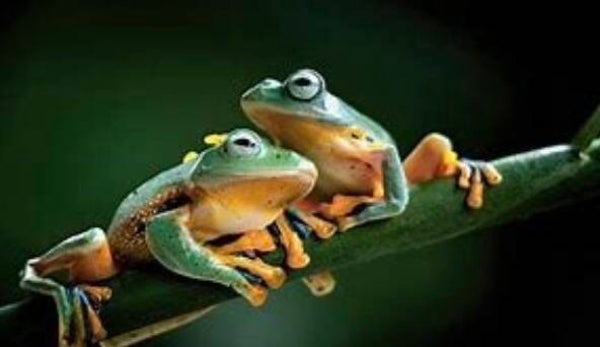 KO 59 diamond painting kikker