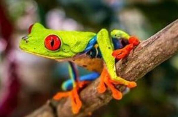 KO 60 diamond painting kikker