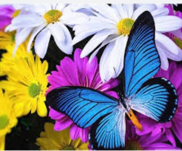 10283 diamond painting vlinder